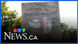 Protesters spend 300 weeks attempting to save Quebec’s Fairview Forest