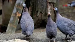 Guinea fowl are relatives of domestic chickens that are difficult to spot.