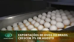 Brazil's egg exports grow 9% in August | Agro Band