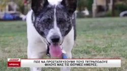 Πως να προστατέψουμε τους τετράποδους φίλους μας τις θερμές ημέρες