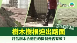 時事多面睇｜多區有樹木樹根迫出路面　發展局：已制定準則採取適當緩解措施｜2026年09月11日｜TVB News