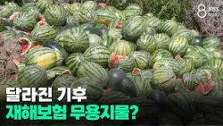 Changing Climate... Is Disaster Insurance Useless? / JIBS / Jeju / 08.07.2026