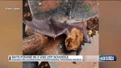 Wichita district works to remove bats from three schools