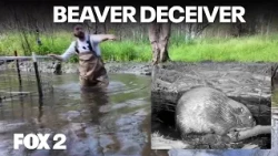Solving the beaver dam problem and a waterfowl festival