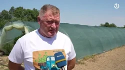Suša spržila kukuruz