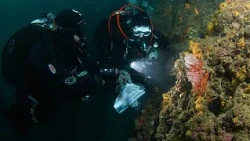 Corallo rosso, dai fondali ai gioielli: traffico nelle isole greche