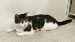 ハチエモン「スクイーズと猫」2026