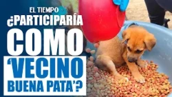 'Vecino Buena Pata', the initiative for the care of stray animals in Bogotá