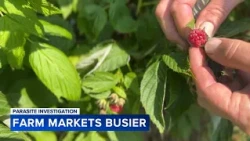 Farms see interest rise as cyclosporiasis outbreak raises concerns about produce