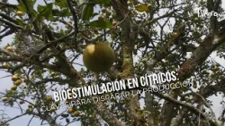 Biostimulation in Citrus: Keys to Skyrocketing Production 🍊🚜- TvAgro by Juan Gonzalo Angel