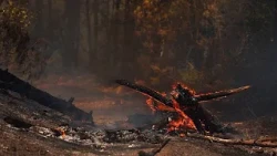 Francia sud-occidentale, incendio boschivo in espansione: evacuate migliaia di persone