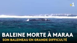 Papara: dead whale washes up in the Maraa lagoon