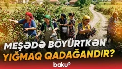 Sosial şəbəkələri coşduran iddia | Böyürtkən yığmaq qadağandır, yoxsa cəriməsi var? - Baku TV