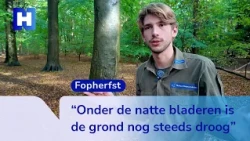 Bladeren vallen door droogte veel te vroeg in Heilooërbos