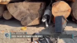 Puppy rescued by Sebeș firefighters