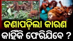 କାହିଁକି ଫେରିଯିବେ ବଣ ମଣିଷ ? Orangutan In Odisha | Bana Manisha in Balasore | Balasore Orangutan News