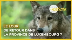 Le retour du loup dans la province de Luxembourg - Curieux de nature #15