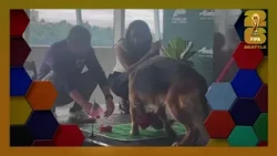 Psychic pup knocks over Belgium’s flag ahead of Seattle’s final World Cup match