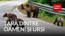 The state has passed the bear problem onto local mayors