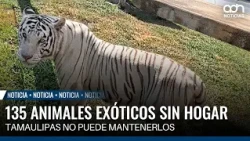 Tamaulipas lacks capacity to house 135 exotic animals seized from drug traffickers