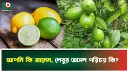 আপনি কি জানেন, লেবুর আসল পরিচয় কি? | Lemon | Lemon Benefits | Citrus Fruit | Boishakhi Tv News