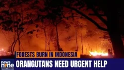 Indonesia’s Worst Wildfires In A Decade Threaten Orangutans In Borneo | News9