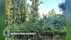 More regenerated forests