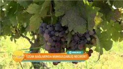 Naxçıvanda üzüm bağlarında məhsuldarlıq necədir?