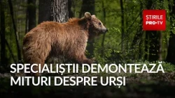 Why bears have moved from the mountains to the lowlands