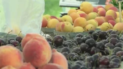 'That's special, that's rare': A look into ABQ Downtown Growers' Market amid 30 year celebration
