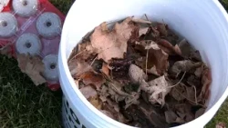 BNEWS Green Corner: Reduce Mosquitos with Mosquito Dunks