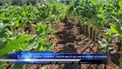 Duhani i Dumresë, traditë mes etjes dhe mungesës se mbeshtetjes