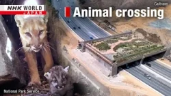 A massive wildlife crossing aims to reconnect a habitatーNHK WORLD-JAPAN NEWS