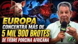 EUROPE CONCENTRATES MORE THAN 5,900 OUTBREAKS OF AFRICAN SWINE FEVER