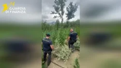 The Guardia di Finanza discovered a large marijuana plantation that would have generated $2 milli...