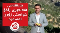 هەنجیری زاخۆ زواستی زۆری لەسەرە