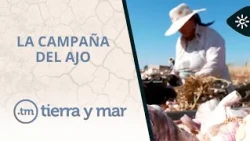 Land and Sea | Garlic harvest season begins in Andalusia