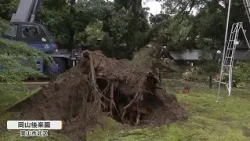 100-Year-Old Fir Tree Falls at Okayama Korakuen Garden; No Injuries Reported [Okayama] (07/05/26 ...