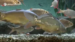 Carp Museum Neustadt an der Aisch without music