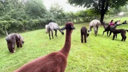 Weekend Break: Yoga at Hitch'N Post Alpaca and Llama Farm in Woodstock