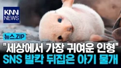 "The World's Cutest Doll": Baby Seal That Took Social Media by Storm / KNN
