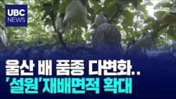 Ulsan Diversifies Pear Varieties... Expanding Cultivation of 'Seolwon'
