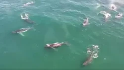 Supergroup humback whale sightings on the increase in South Africa