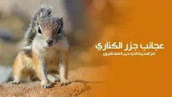 عجائب براري جزر الكناري لغز المحيط الذي حير العلماء لقرون | كويست عربية Quest Arabiya
