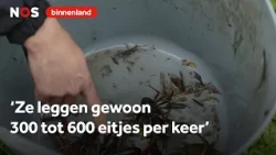 Ruben jaagt op de invasieve rivierkreeft: 'Ze eten alles wat op hun pad komt'