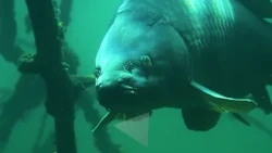 Fishmine – Afritzersee, 1. a 2. díl | Nový rekord jezera a výjimečný koi kapr