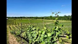 From The Vineyard: Ravine Vineyard Estate Winery