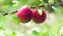 Жетісудың жемісті бағы / Agro аймақ / 12.08.2026