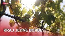 Vinogradi na udaru visokih temperatura: Može li ovaj milijunski projekt biti rješenje? | RTL Danas