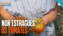 Consellos de CONSERVACIÓN dos TOMATES | HORA GALEGA